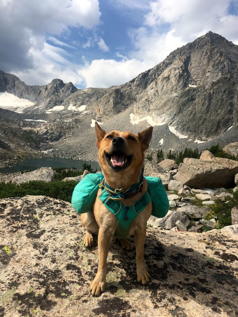 Mobile Vet Surgeon Consultation Boise Richardson Surgical